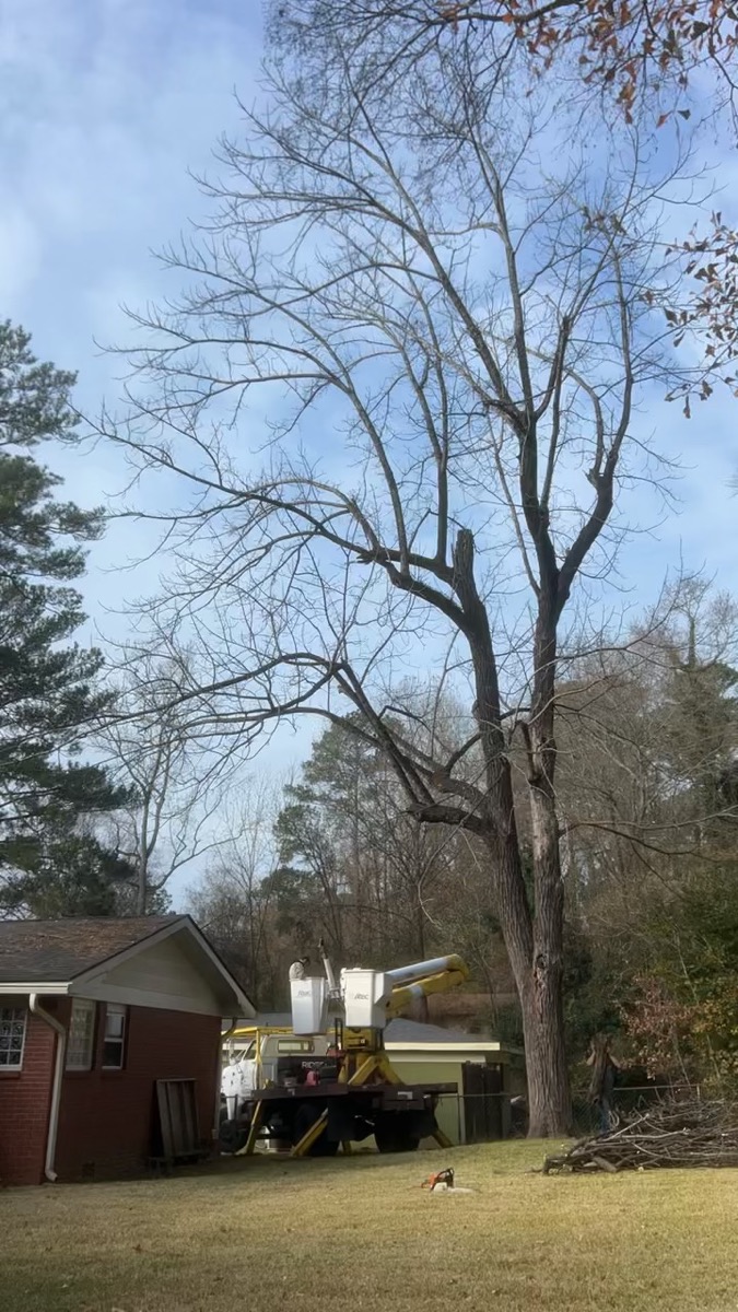 Tree trimming and pruning Macon GA
