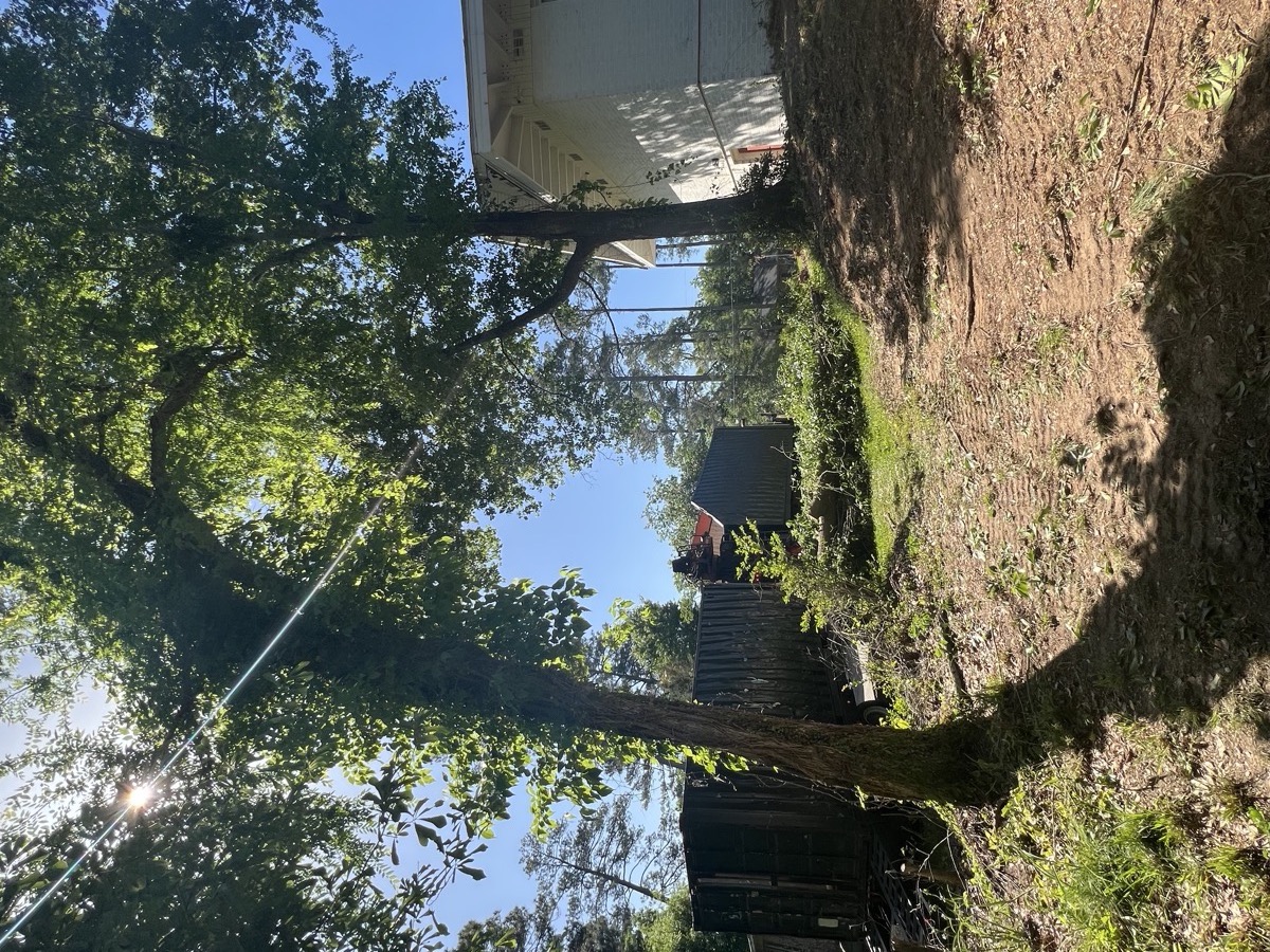 Tree trimming residential Macon Georgia