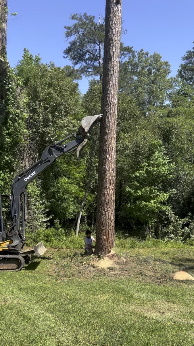 Professional tree removal Macon GA