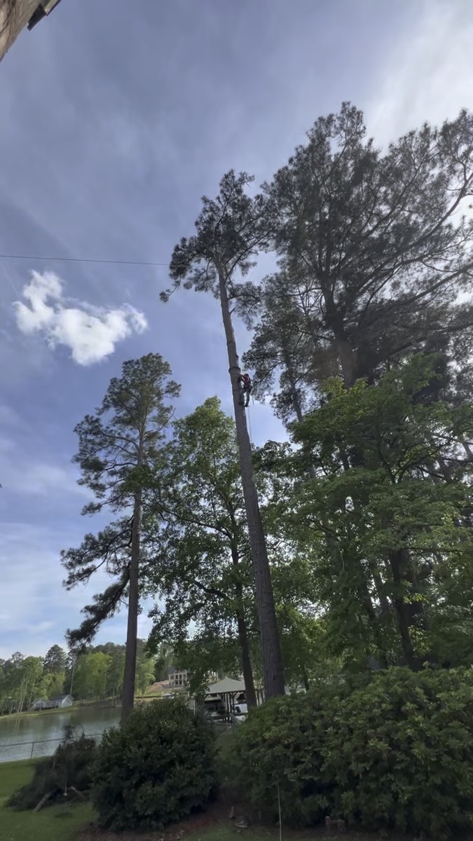 Expert climber tree service Macon Georgia