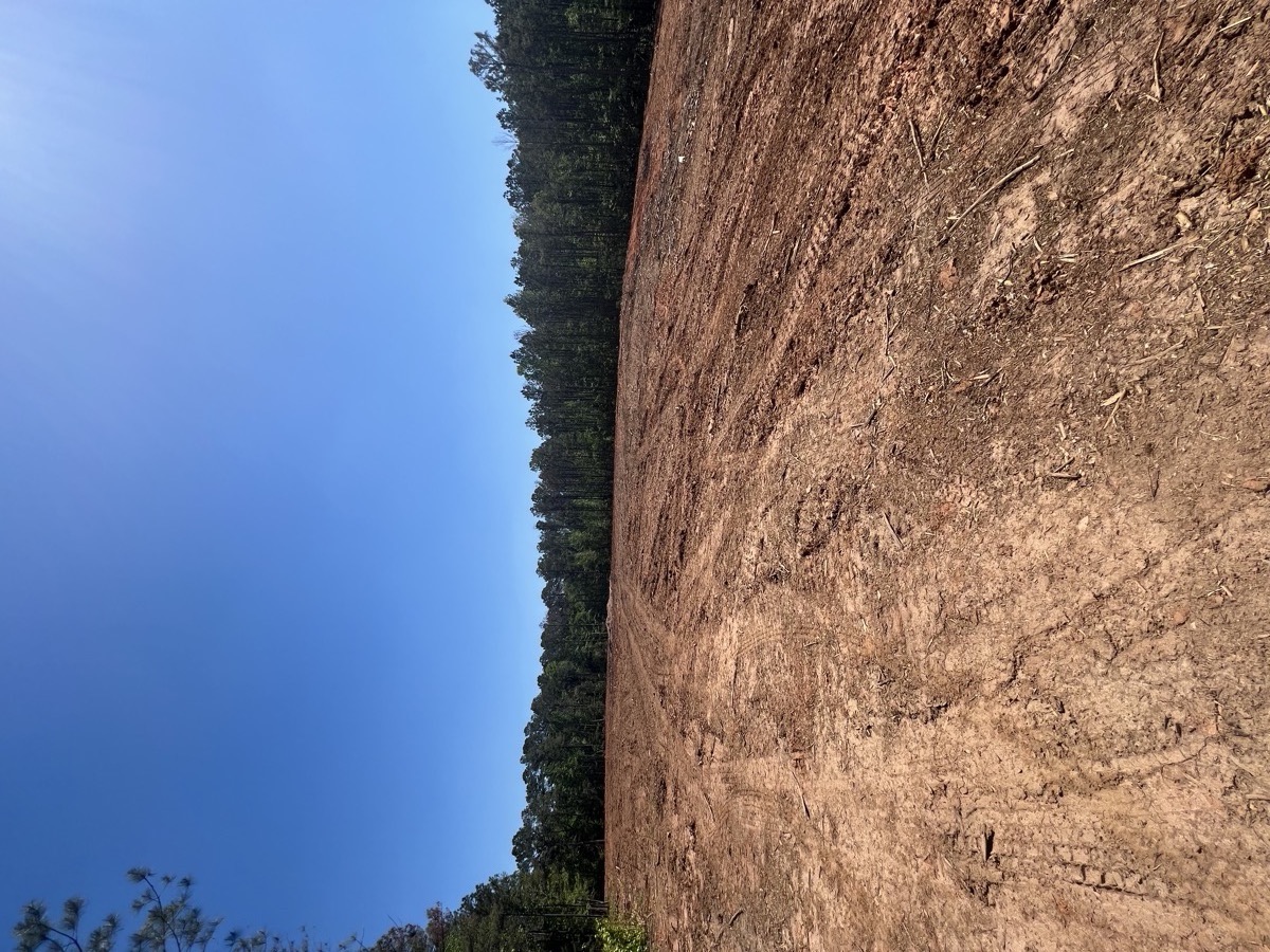 Lot clearing land clearing Macon GA