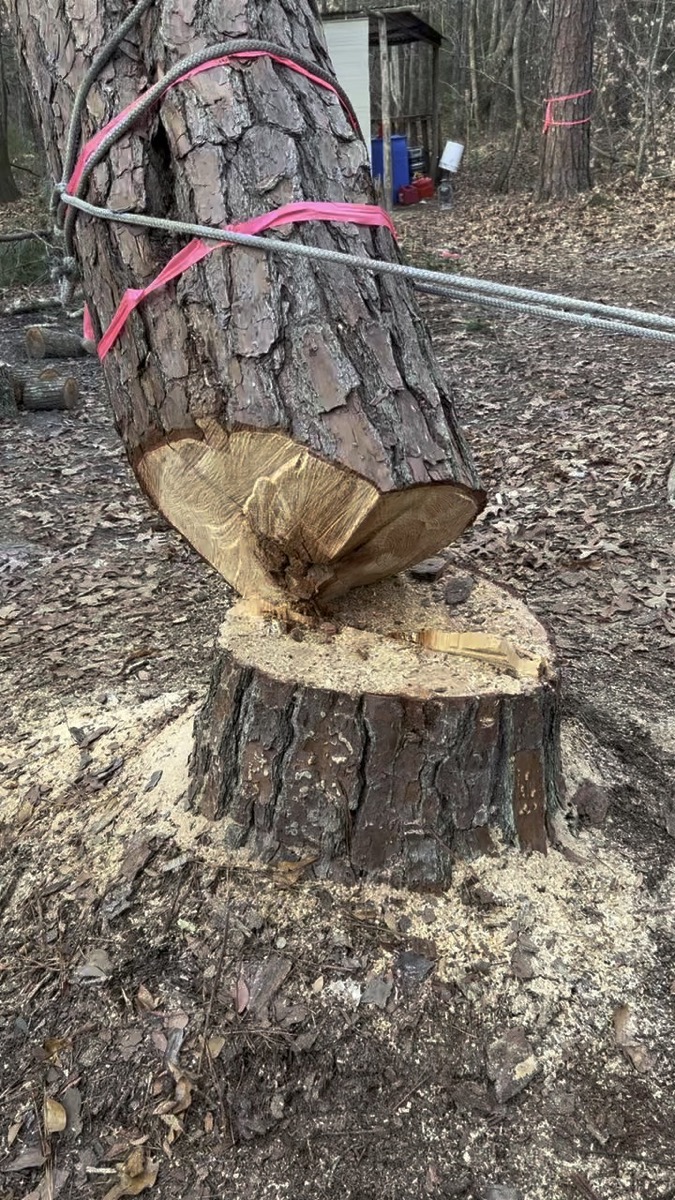 Precision tree felling Macon GA