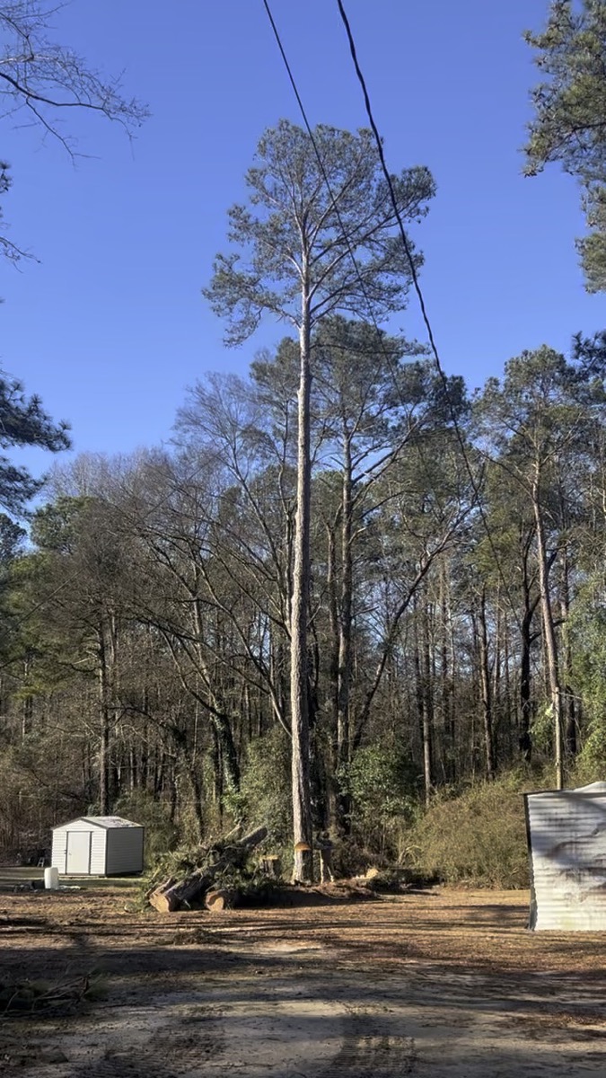 Tree removal crew Macon Georgia