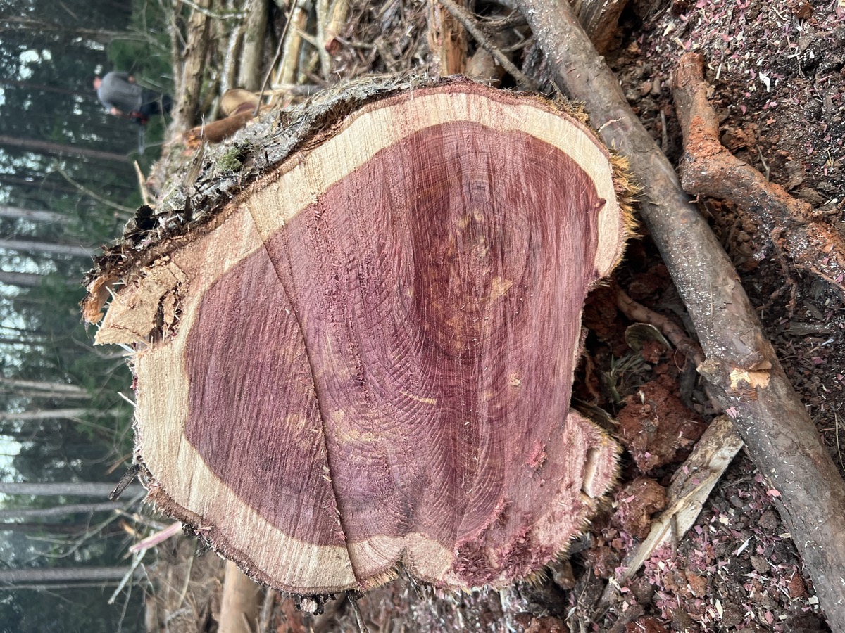 Tree cross section after removal Macon GA